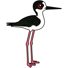 Black-winged Stilt