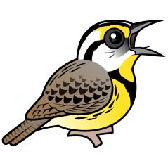 Eastern Meadowlark (singing)