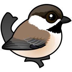 Gray-headed Chickadee