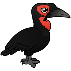 Southern Ground Hornbill