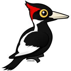 Ivory-billed Woodpecker
