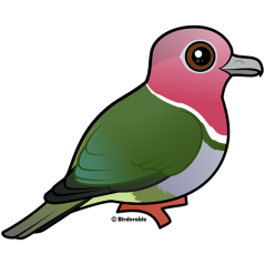 Pink-headed Fruit Dove
