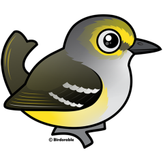 White-eyed Vireo