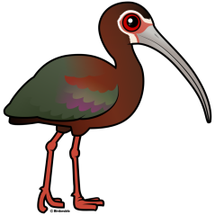 White-faced Ibis