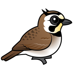 Horned Lark