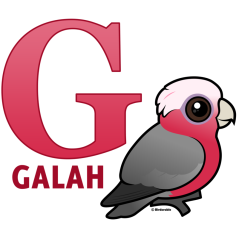 G is for Galah