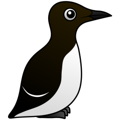 Common Murre (stand)