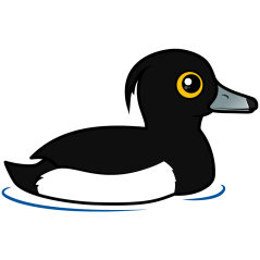 Swimming Tufted Duck