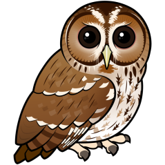 Tawny Owl