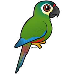 Blue-winged Macaw