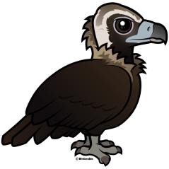 Cinereous Vulture