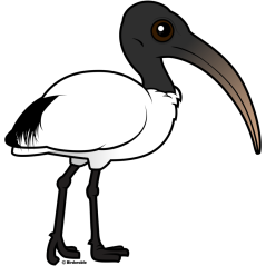 Sacred Ibis