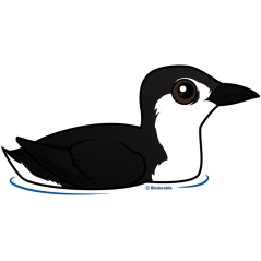 Guadalupe Murrelet