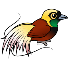 Greater Bird-of-paradise