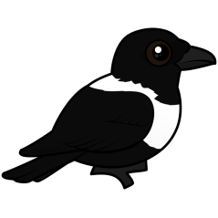 Pied Crow