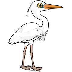 Great White Heron