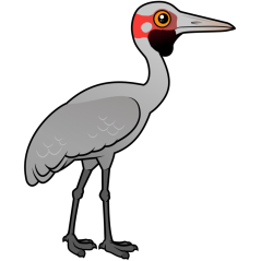 Brolga