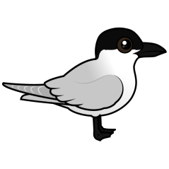 Gull-billed Tern