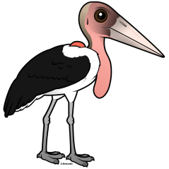 Marabou Stork
