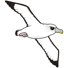 Shy Albatross in flight