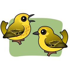 Yellow Warbler Pair