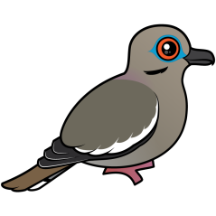 White-winged Dove