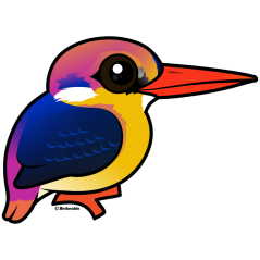 Black-backed Dwarf-Kingfisher