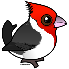 Red-crested Cardinal