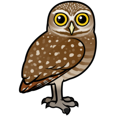 Burrowing Owl