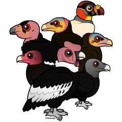New World Vultures