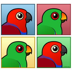 Four Color Eclectus Parrots
