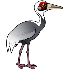 White-naped Crane