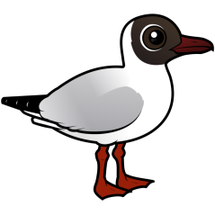 Black-headed Gull