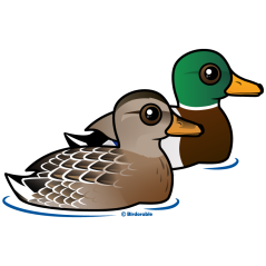 Cute Mallard Pair