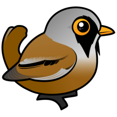 Bearded Reedling