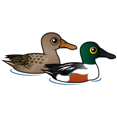 Northern Shoveler Pair