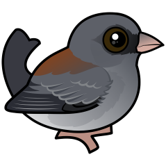Gray-headed Dark-eyed Junco