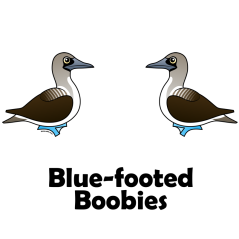 Cute Blue-footed Boobies