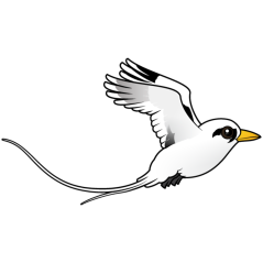 White-tailed Tropicbird in flight