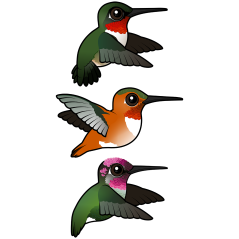 Three Hummingbirds in Flight