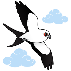 Swallow-tailed Kite in flight