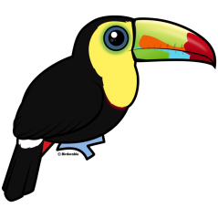 Keel-billed Toucan