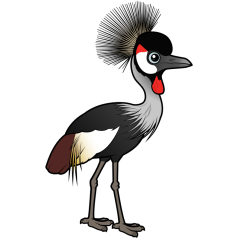 Grey Crowned-Crane