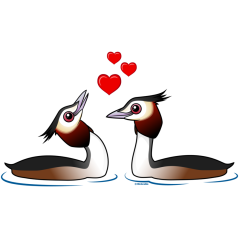 Great Crested Grebes in Love