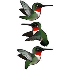 Flying Ruby-throated Hummingbird