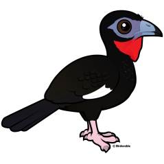 White-winged Guan