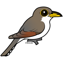 Yellow-billed Cuckoo