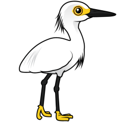 Snowy Egret