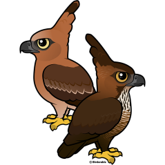 Pair Javan Hawk-Eagles
