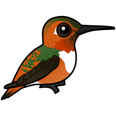 Allen's Hummingbird